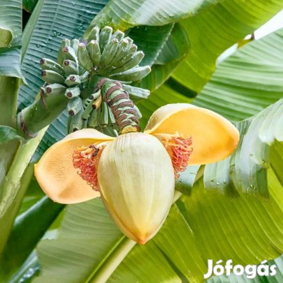 Japán kerti banán (Musa basjoo) eladó