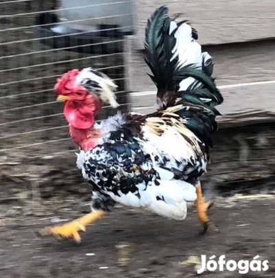 Japán kiskakas kopasz,búbos