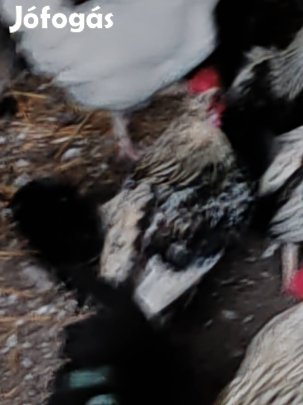 Japán kiskakasok klíma változásra vágynak