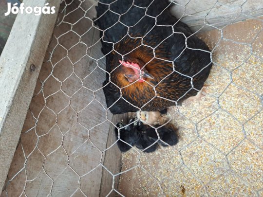 Japán kotló 16 csibével