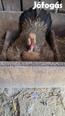 Japán kotló máshol költene