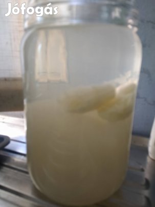 Japán kristálygomba