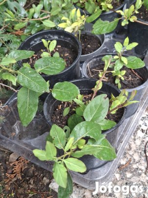 Japán kúszólonc, Bokorrózsa, Tűzeső