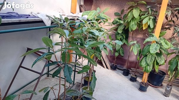 Japán naspolya oltványok eladók