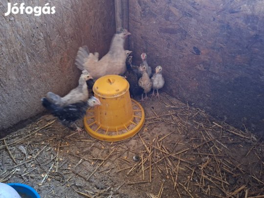 Japán törpe csibék