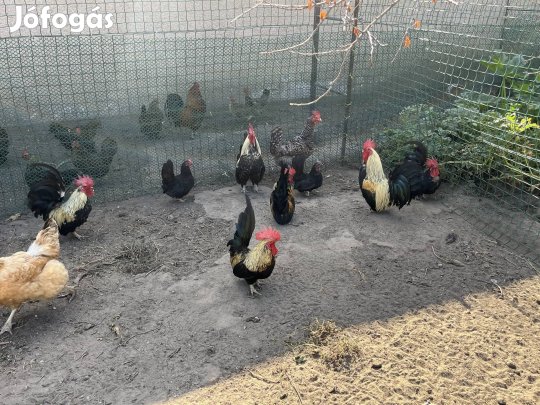 Japán törpe kakasok