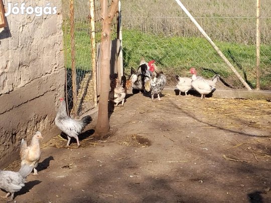 Japán törpe tojás