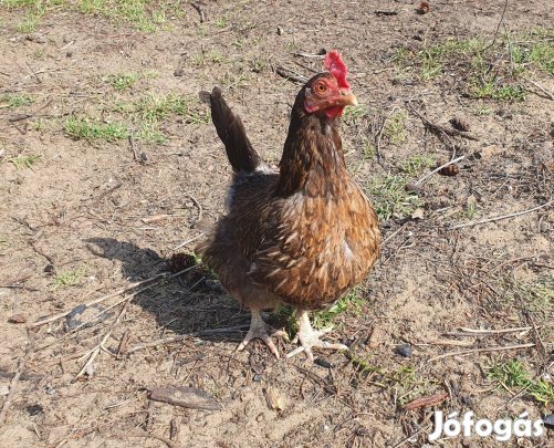 Japán tyúk Japi tyúk eladó