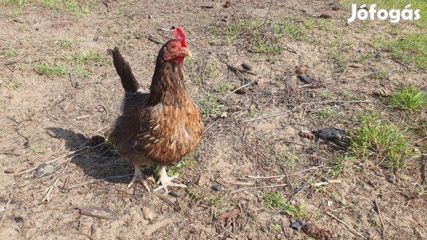 Japán tyúk Japi tyúk eladó
