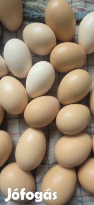 Japán tyúk tenyésztojás eladó