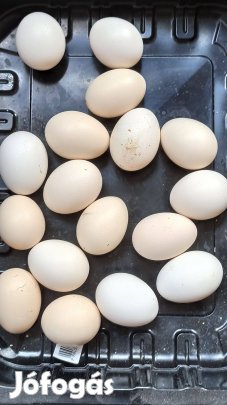 Japán tyúk tojás eladó keltetésre