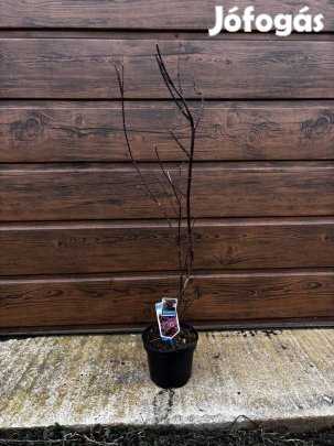 Japán vörös juhar