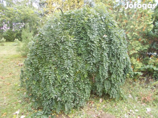 Japánakác csüngő ággal