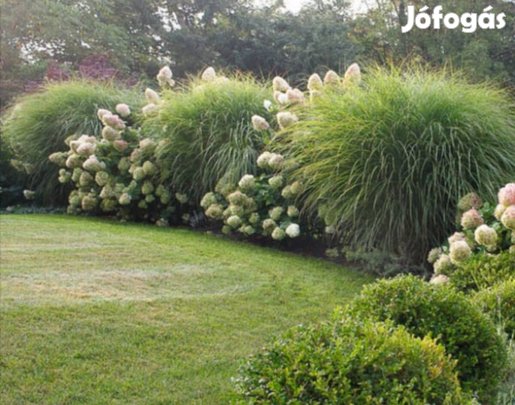 Japanfű Kerti diszfű Virágos nád, Mischantus  tővek 