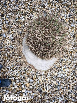 Japánfű ( kínai virágos nád )