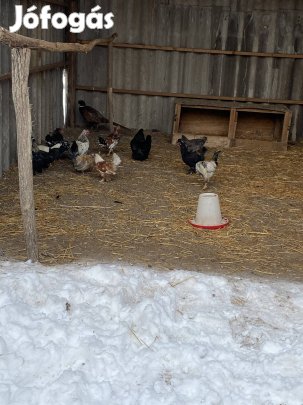 Japántyúk , japánok