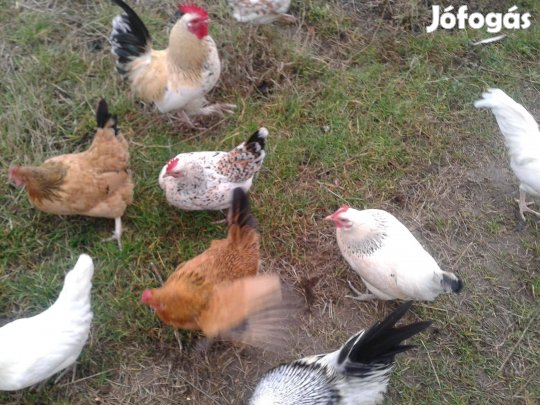 Japántyúk, kakas eladó