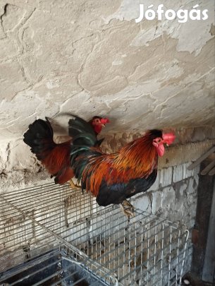 Japik, törpék költöznének! 