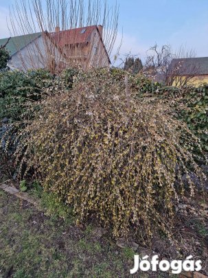 Jasminum nudiflorum, téli jázmin fagytűrő, konténeres, gyökeres cserje