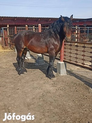 Jászberény -321 Jocy