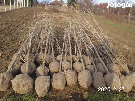 Jegenye nyár fácska eladó