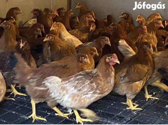 Jérce Eladó baromfi, tyúk, csirke