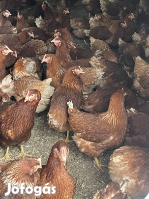 Jérce, tojó Jérce kapható !