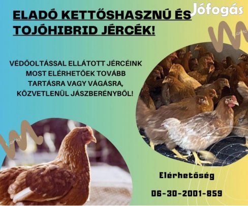 Jerce eladó /csirke, baromfi, tyúk