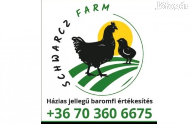 Jérce elönevelt tojó jérce tetra sl elönevelt fehér huscsirke