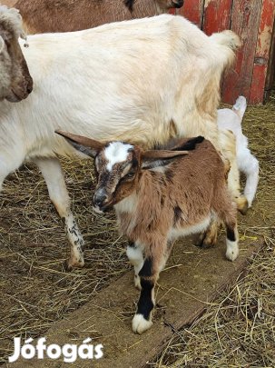 Jerke kecske eladó 