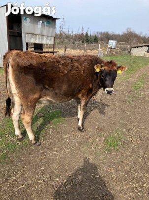 Jersey Borjú eladó