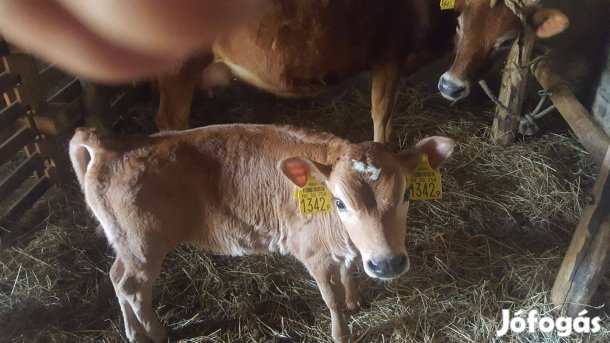 Jersey bika eladó