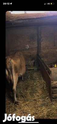 Jersey fejős tehén