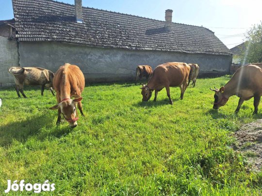 Jersey fejős tehenek