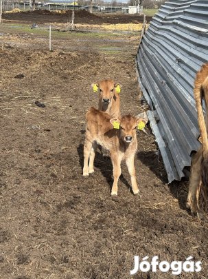 Jersey napos bika borjúk