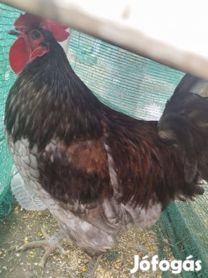 Jersey óriás kakasok