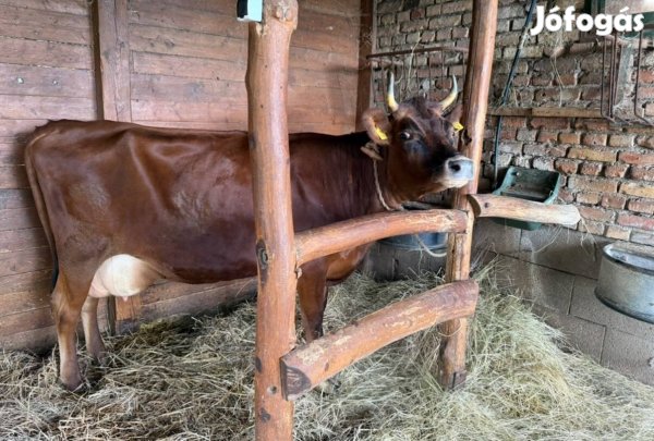 Jersey tehén eladó