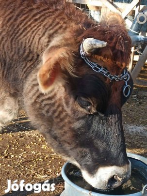 Jersey tehén eladó!