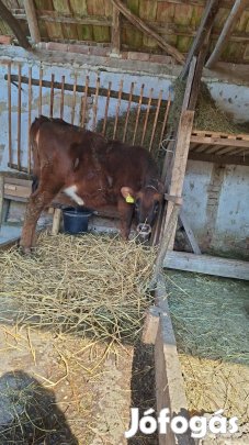 Jersey üsző eladó