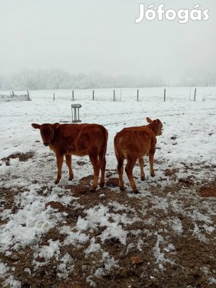 Jersey üszőborjú eladó