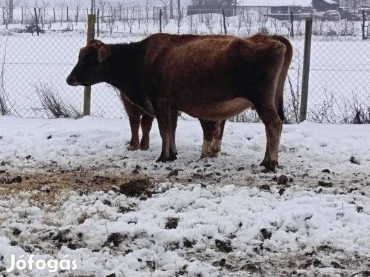 Jersey vemhes tehén