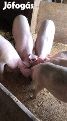 Jó 30 kg-os kis süldők eladóak