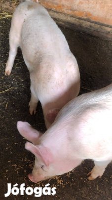 Jó 40 kg-os kis süldők eladóak