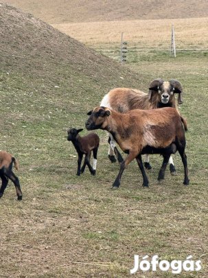 Jó állományból eladó Kameruni juhok!