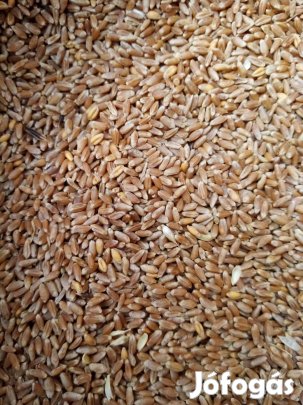 Jó minőségű búza eladó