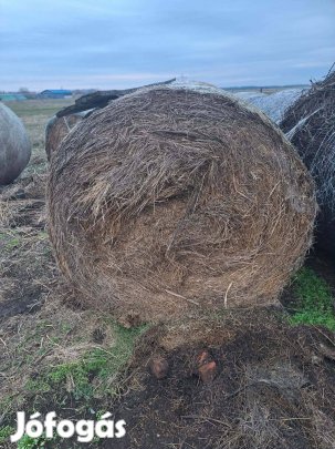 Jó minőségű csemege kukorica bála és széna eladó 140 es méret
