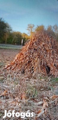 Jó minőségű kévés kukorica szár .