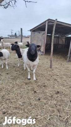 Jó vérvonalú kos birka