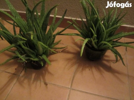 Jól fejlett, dekoratív aloe vera növények eladók