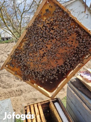 Jól kezelt méhcsaládok